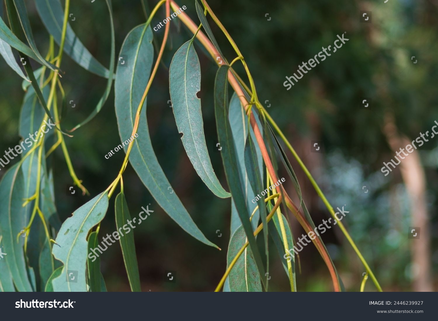 A eucalyptus branch with green leaves, the edges of which are eaten away by beetles or leaf-cutter ants. Succulent leaves of trees and bushes as food for living organisms in nature. #2446239927