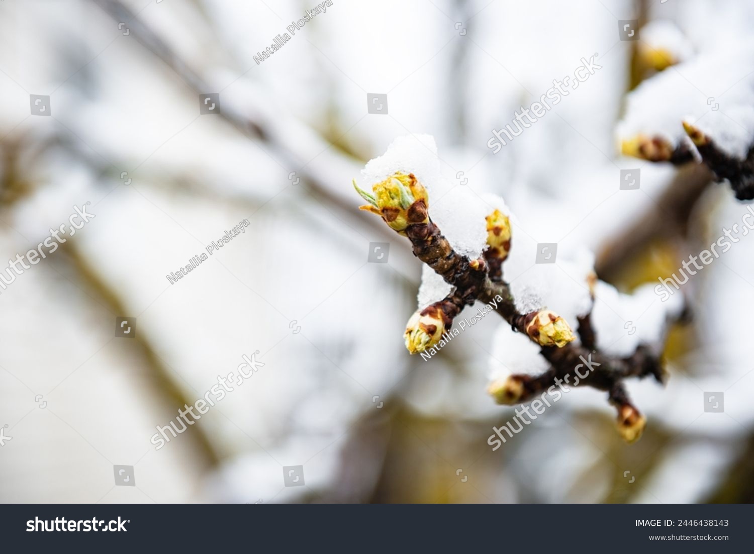 Sharp cold snap and snowfall on budding trees in spring. #2446438143