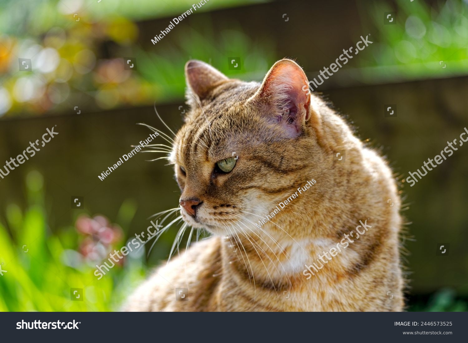 Close-up headshot of brown, white and black cute adult female tabby cat sitting at garden at Swiss City of Zürich on a sunny spring day. Photo taken April 6th, 2024, Zurich, Switzerland. #2446573525