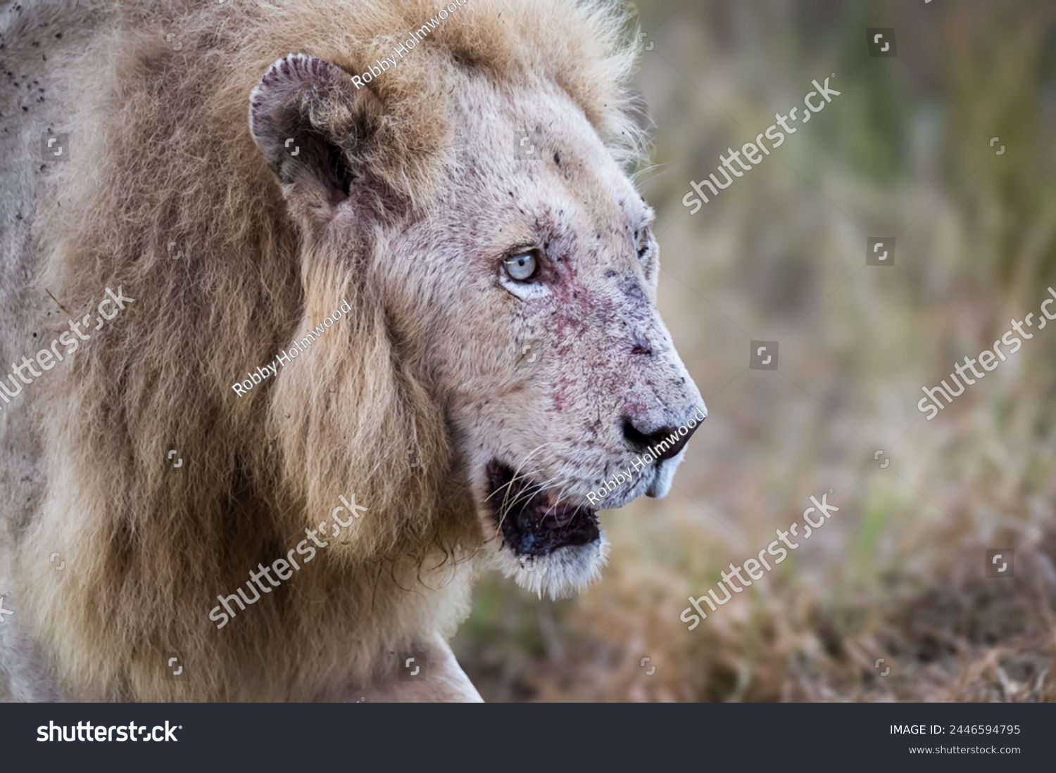 Close up portrait of the male white lion surviving wild in the Kruger National Park  #2446594795
