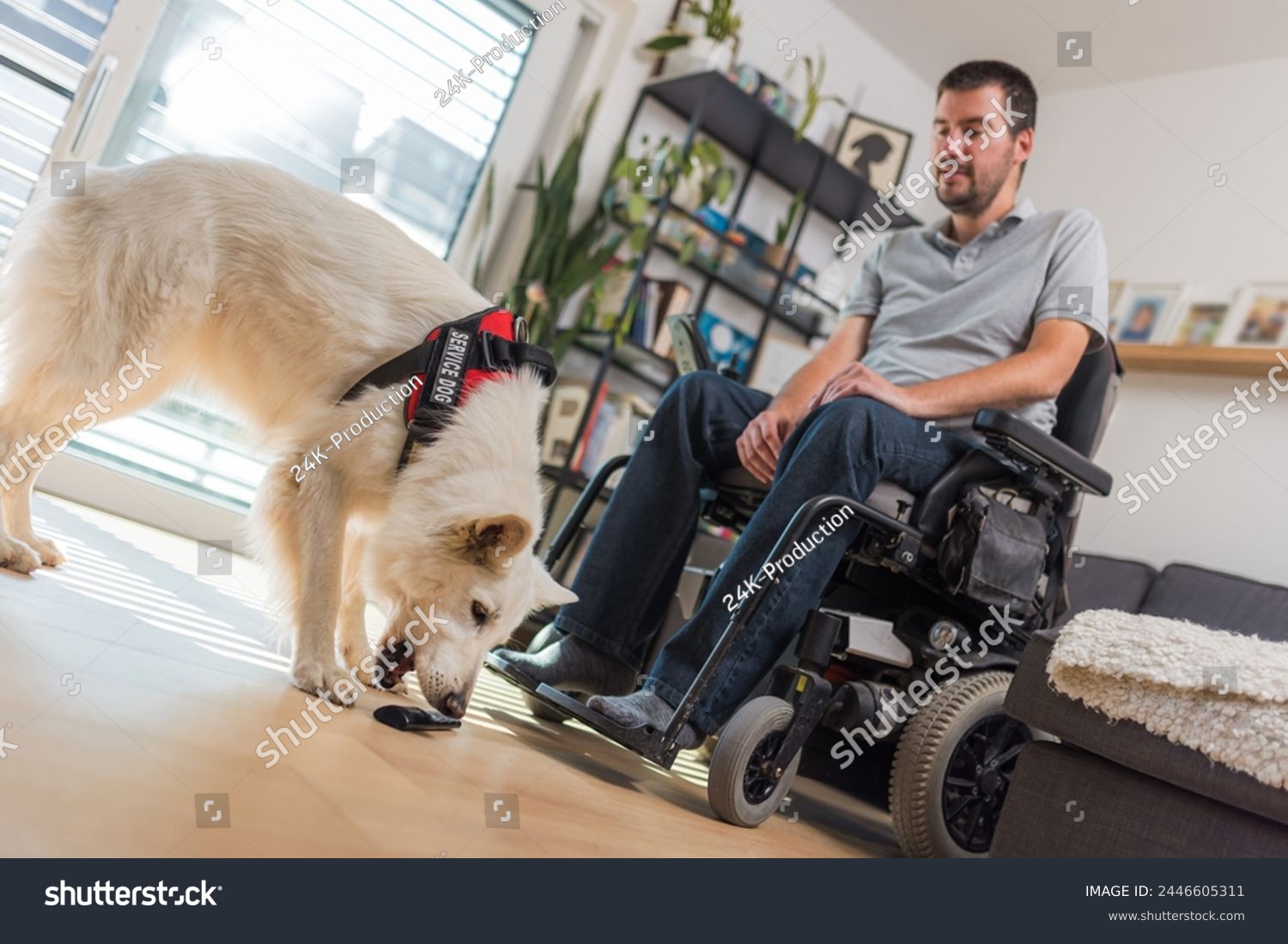 Faithful helper, skilled service dog retrieving dropped remote control to a man in wheelchair. Home assistance and people with disability concepts. #2446605311