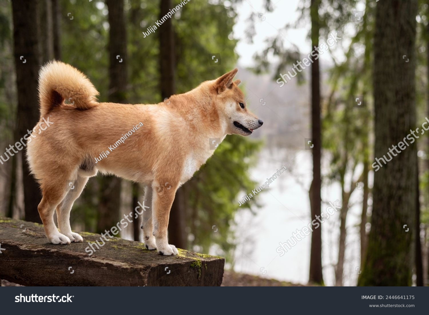 Red shiba inu dogis is standing on the hill in the forest #2446641175