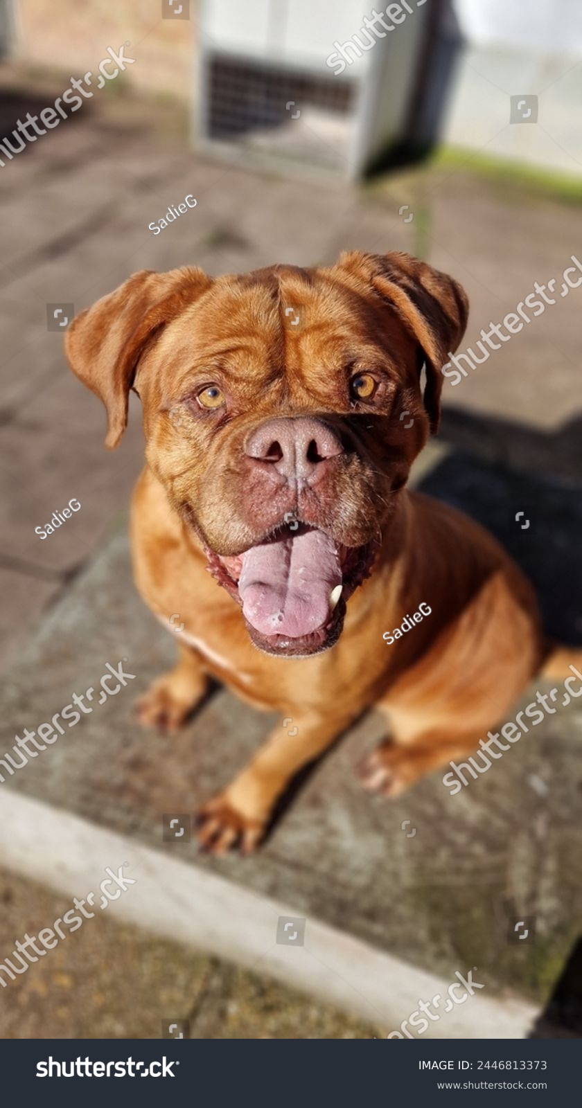 Happy and relaxed female Dogue de Bordeaux dog #2446813373