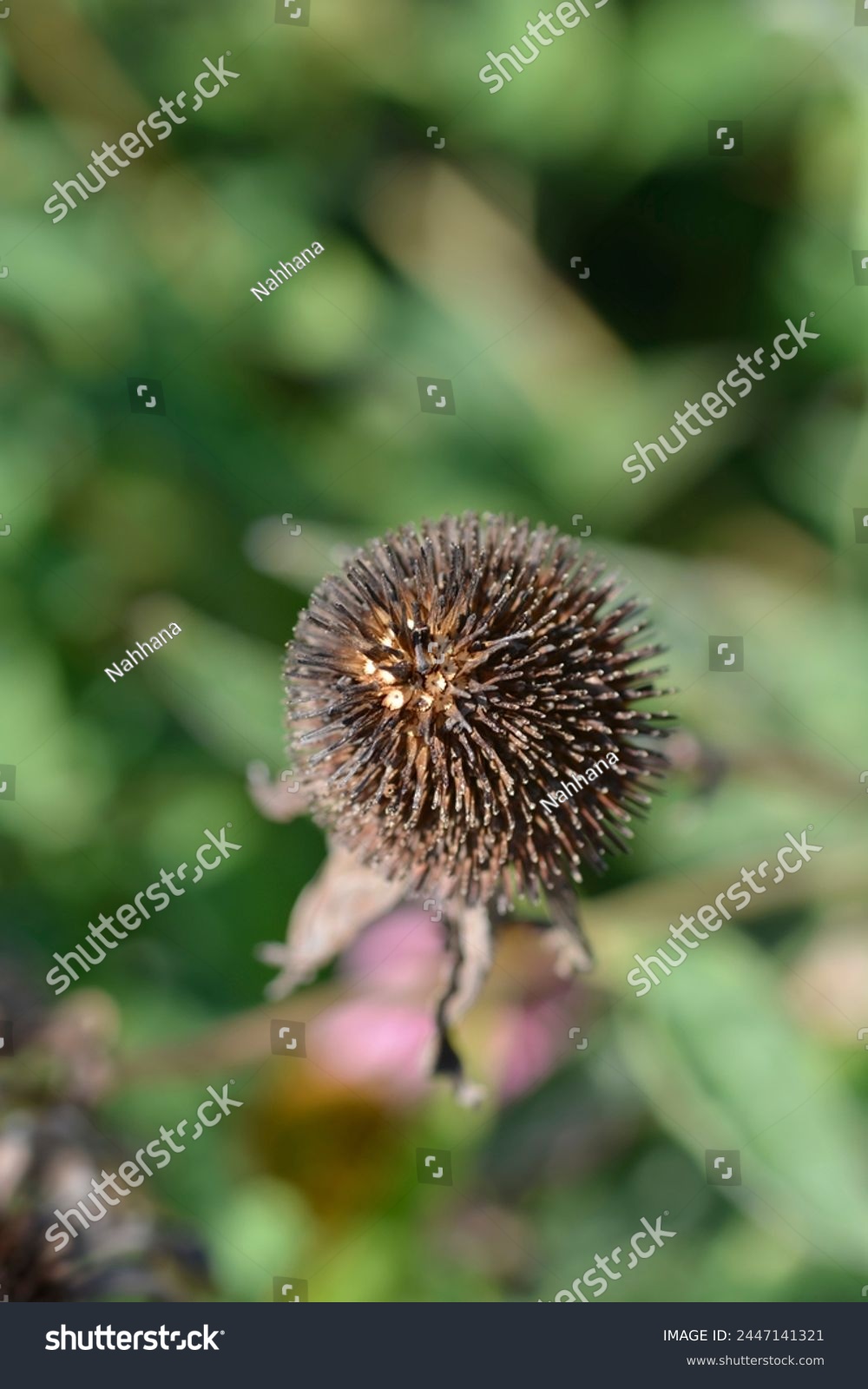 Pink coneflower seed head - Latin name - Echinacea purpurea #2447141321