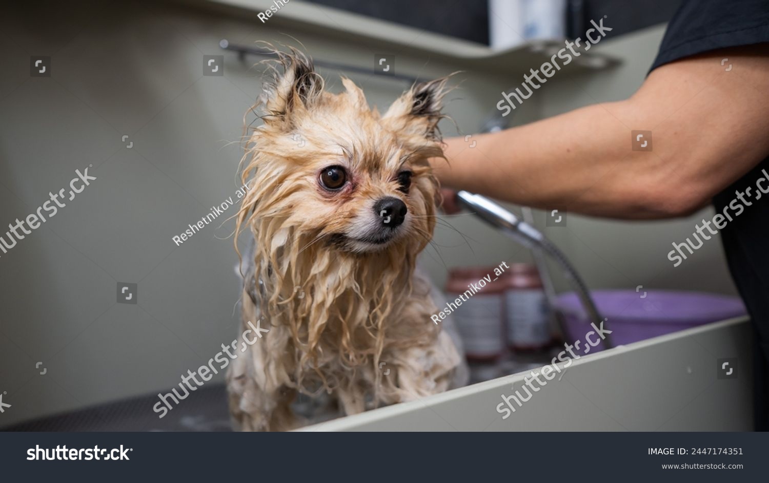 A woman showers a cute Pomeranian dog in a grooming salon. #2447174351