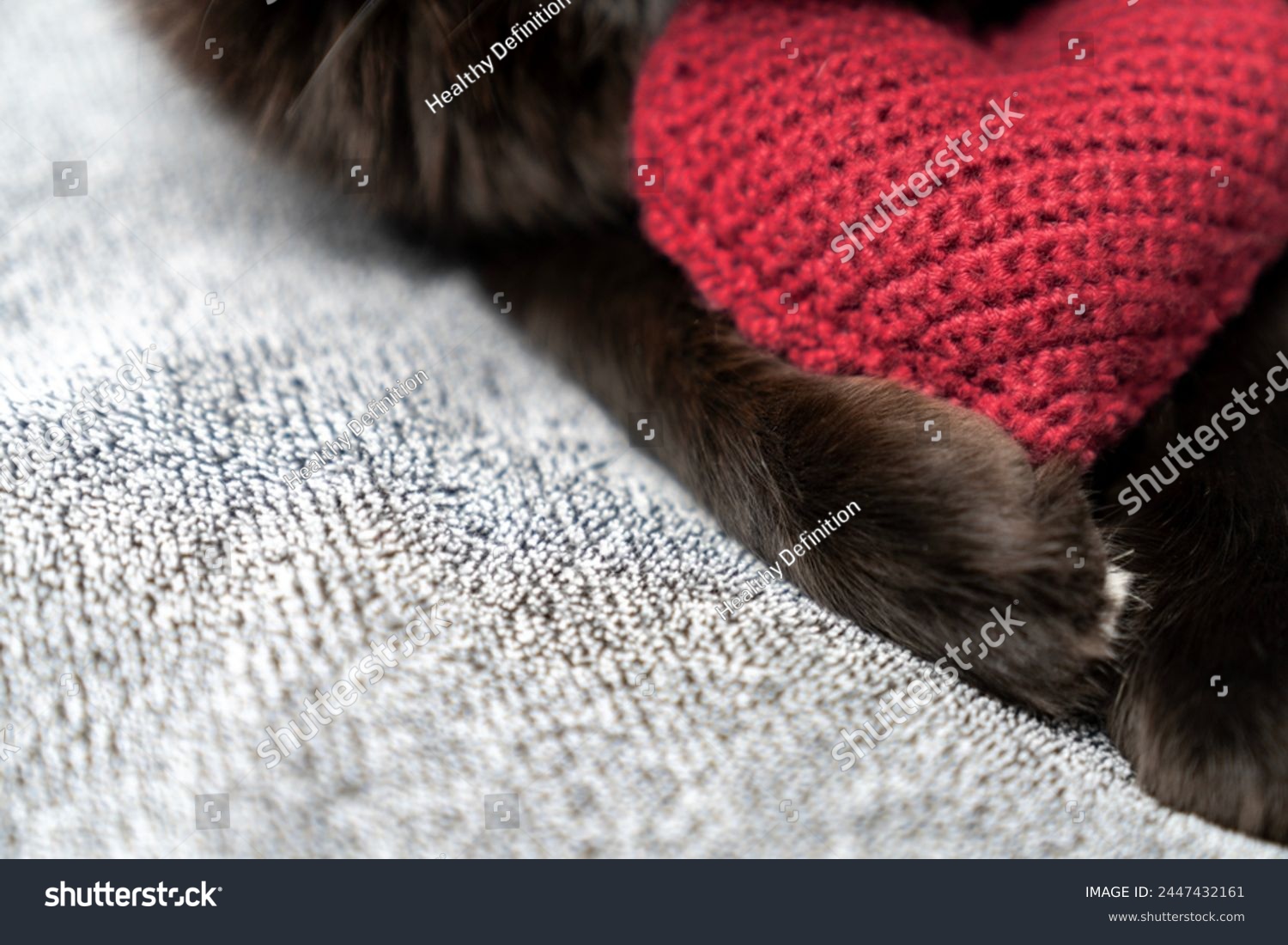 Red knitted heart in the paws of a cat. a gray and black fluffy cat for Valentine's Day or postcard. Textured background with a cat. copy space. valentine's day, lovers day, love concept #2447432161