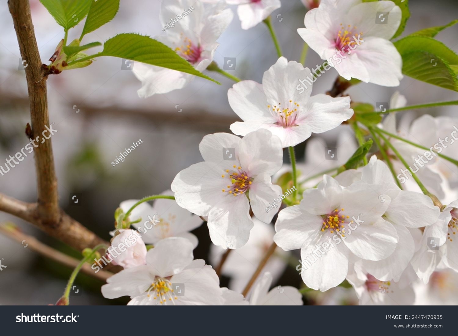 Japanese white Sakura, Someiyoshino cherry blossom full blooming flower branch (Natural+flash light, macro close-up photography) #2447470935