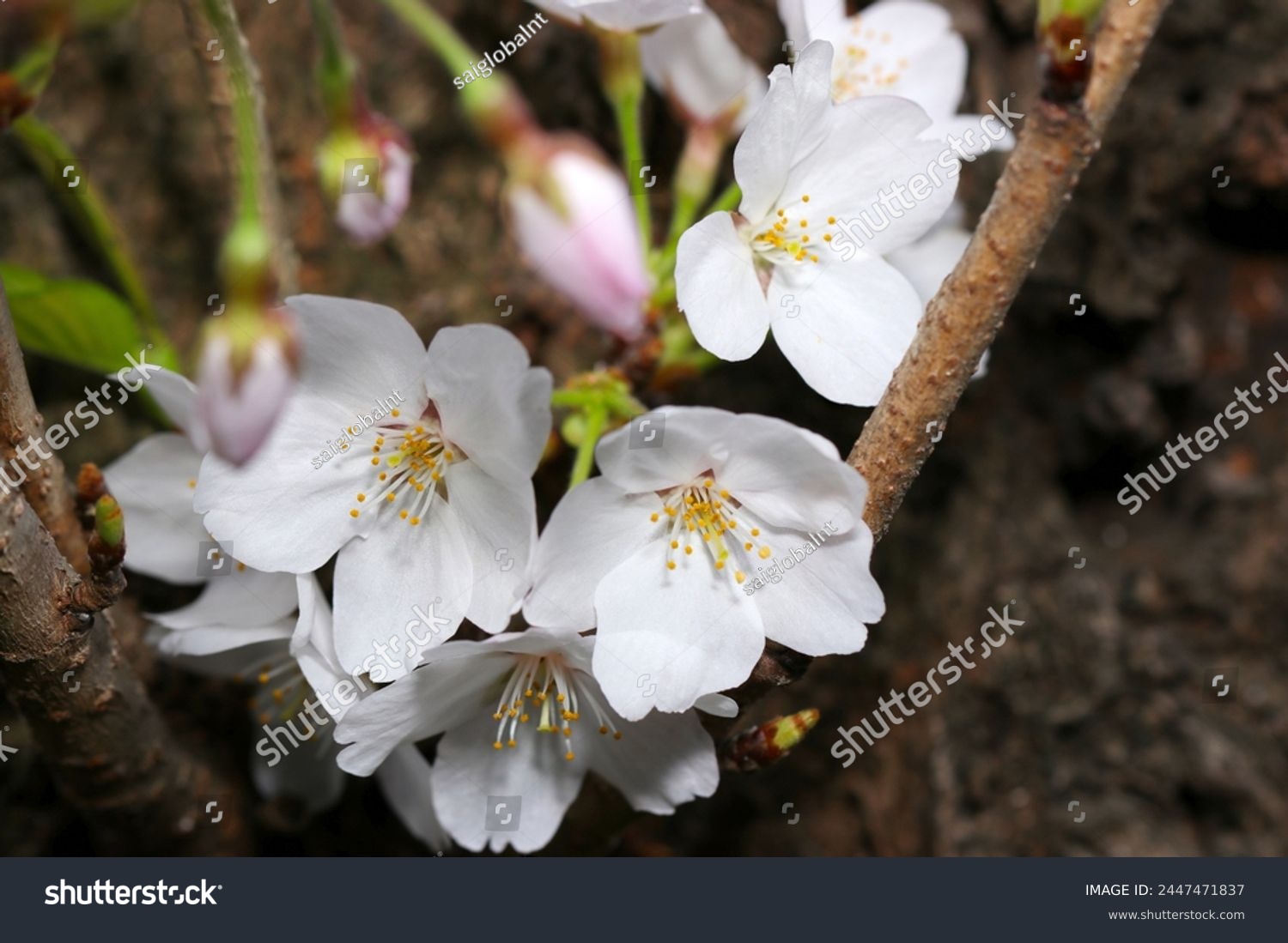 Someiyoshino cherry blossom full blooming flower branch (Natural+flash light, macro close-up photography) #2447471837