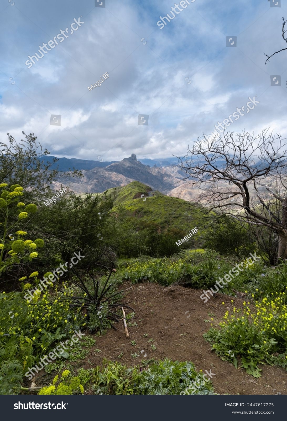 view of Bentayga rock in the top of Gran Canaria . Gran Canaria. Canary islands #2447617275