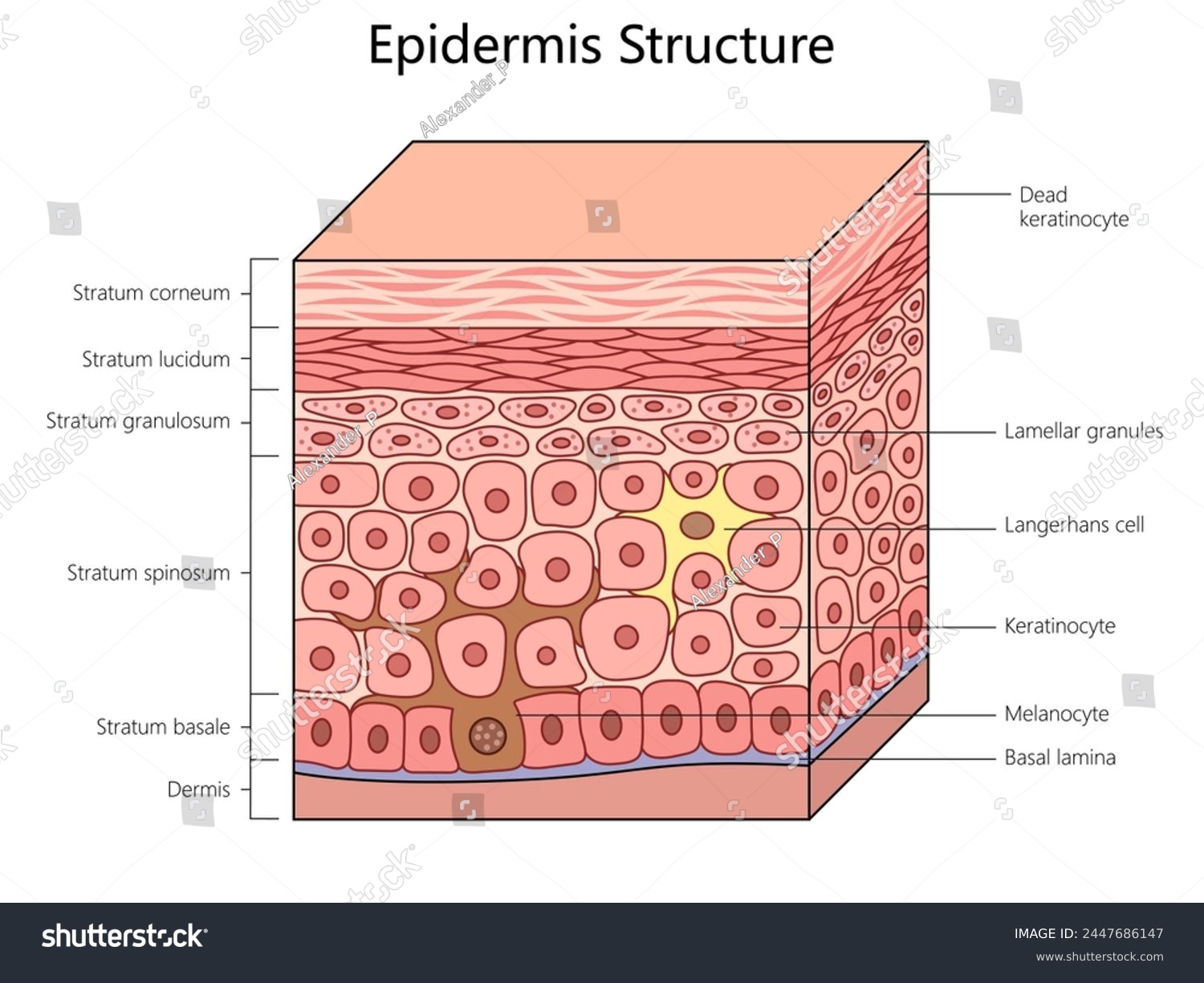 epidermis structure, labeling all layers and - Royalty Free Stock ...