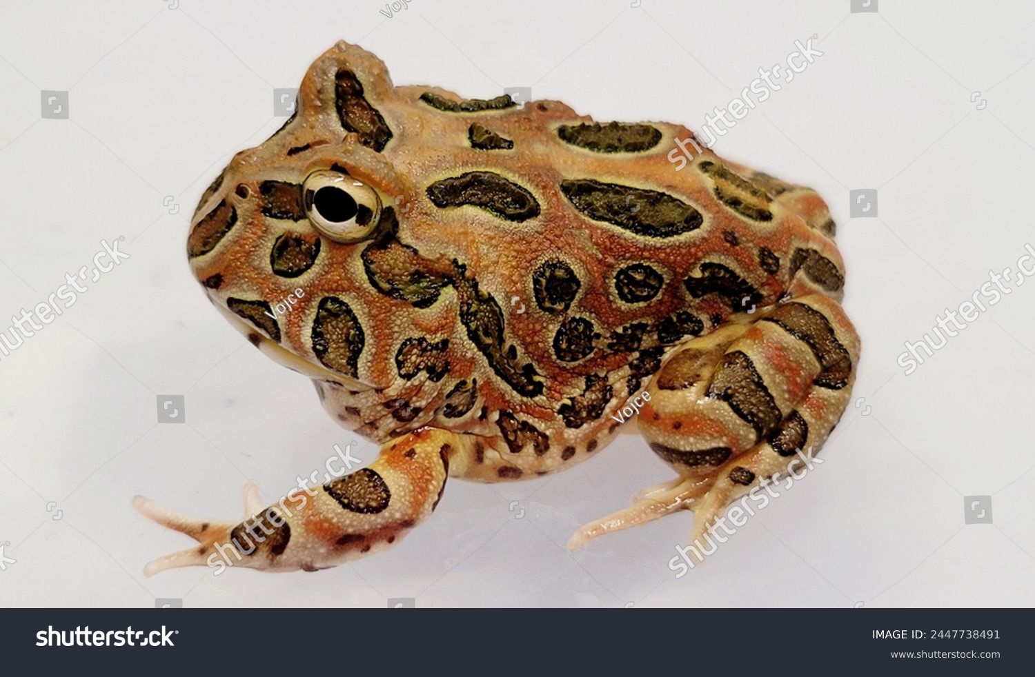 Pacman Frog is South American horned frogs, from genus Ceratophrys #2447738491