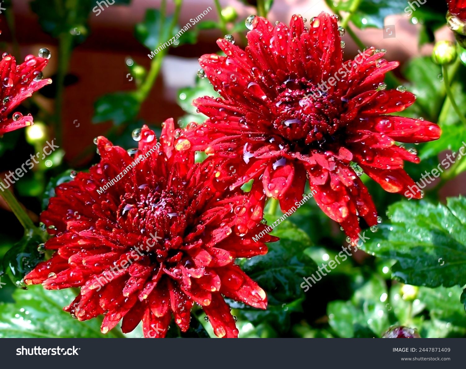 Beautiful Red Flower - Dew Drops on Flower 4K HD #2447871409