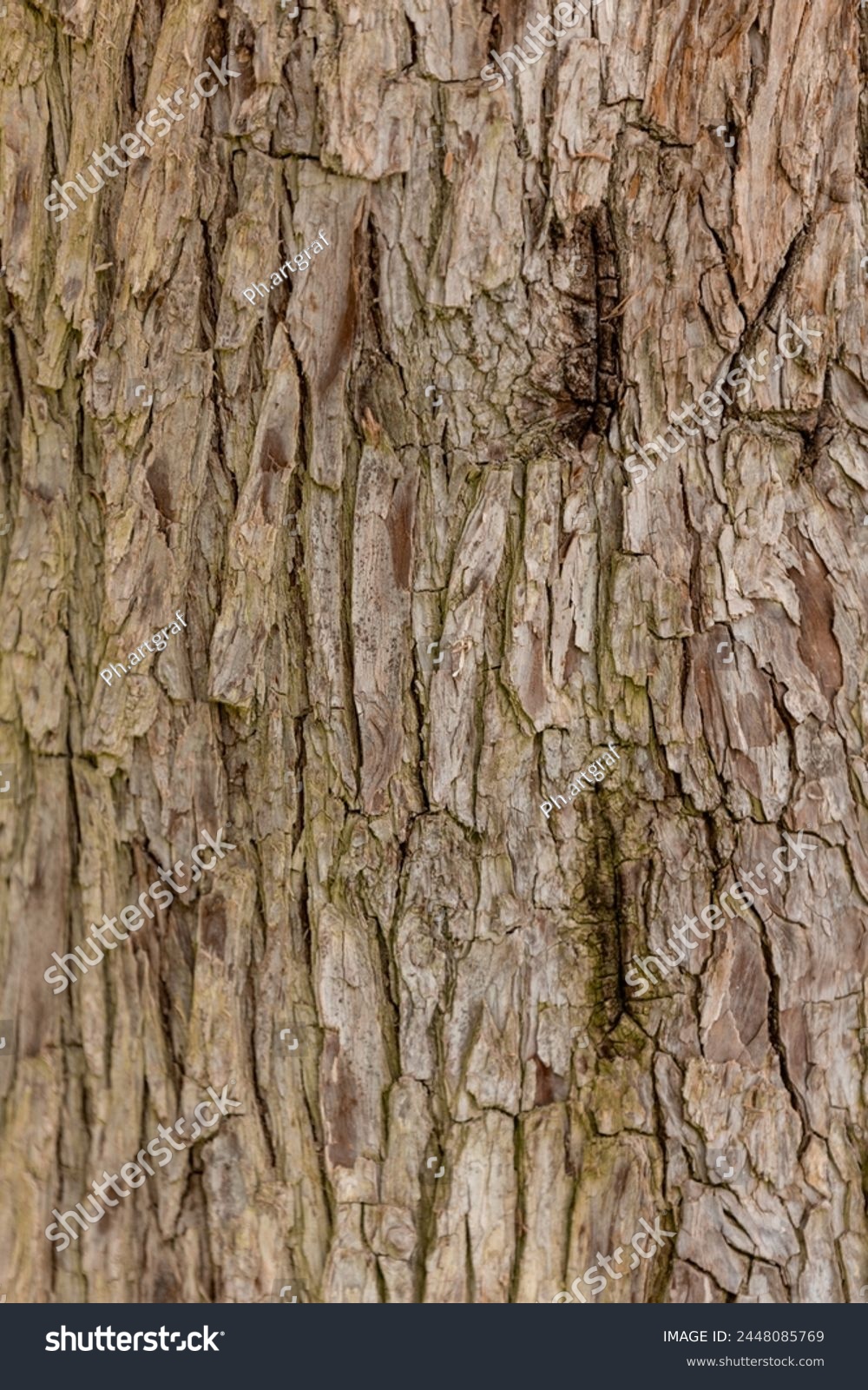 Bark pattern is seamless texture from tree. For background wood work, Bark of brown hardwood, thick bark hardwood, residential house wood. nature, trunk, tree, bark, hardwood,  #2448085769