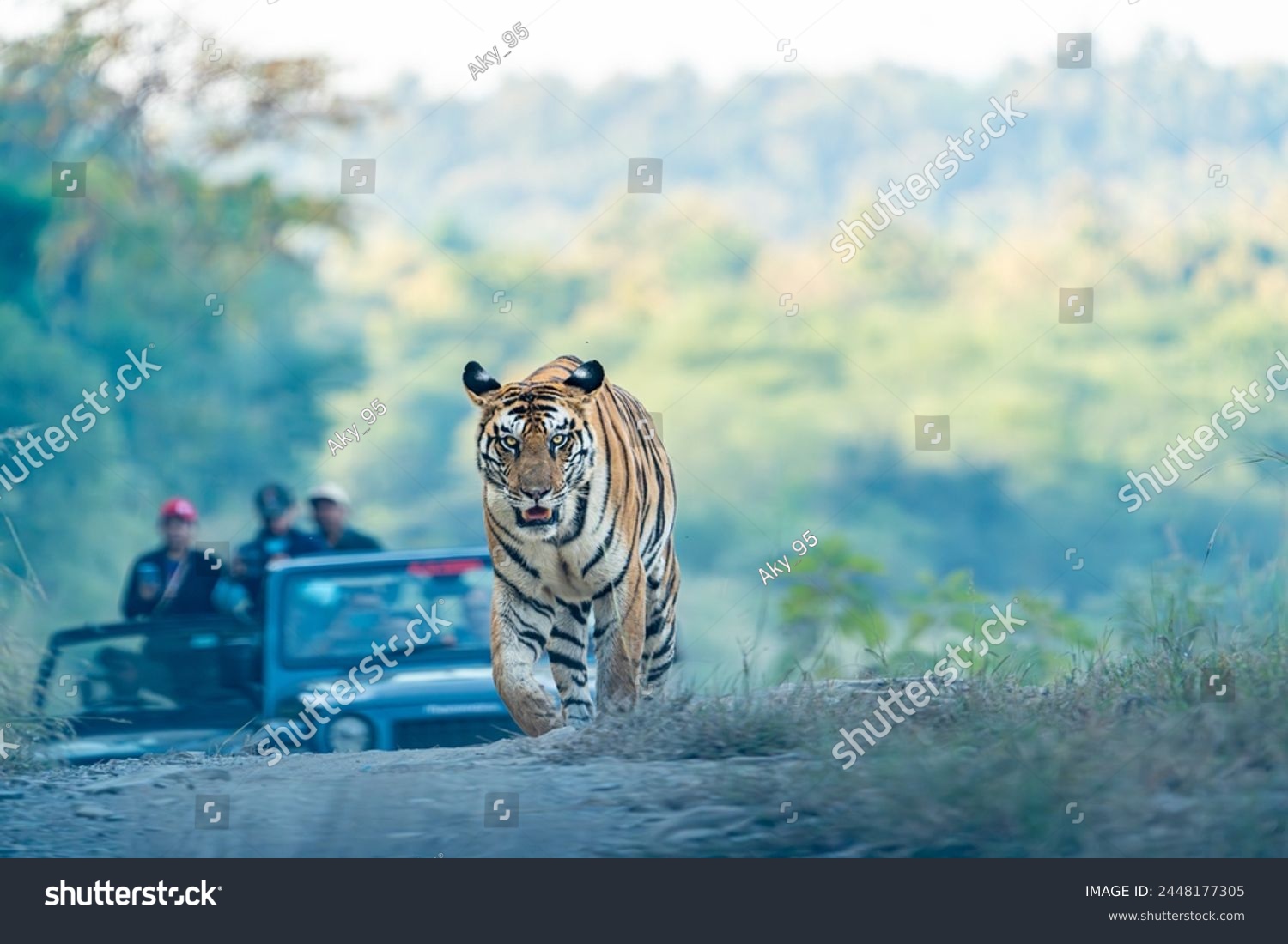Panna Tiger Reserve India - Tigress 141 #2448177305
