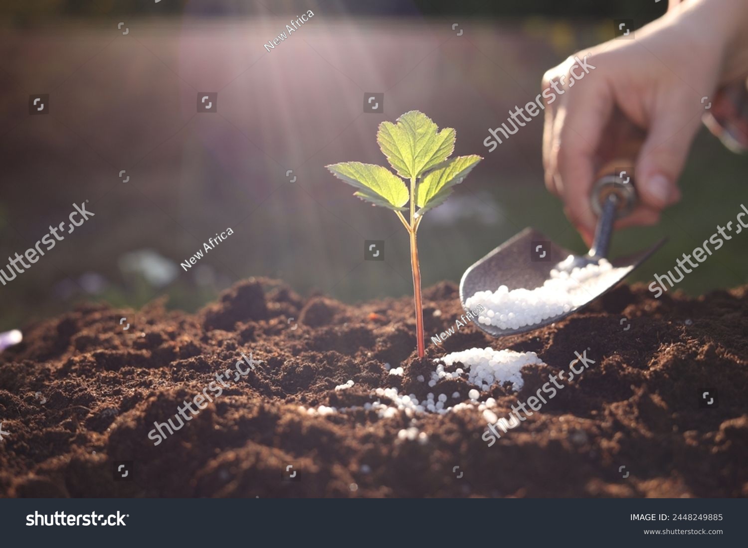 Woman fertilizing soil with growing young sprout on sunny day, selective focus #2448249885