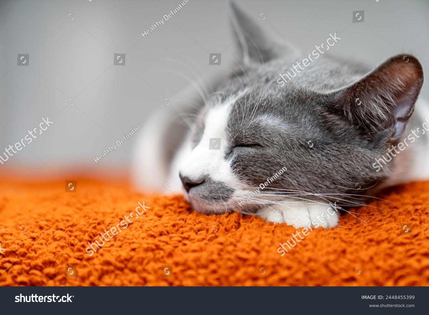 Cute gray white cat on orange plaid. Pet warms under a blanket in cold winter weather. a gray and white cat sleeping under a blanket. Pets friendly and care concept. domestic cat on sofa #2448455399