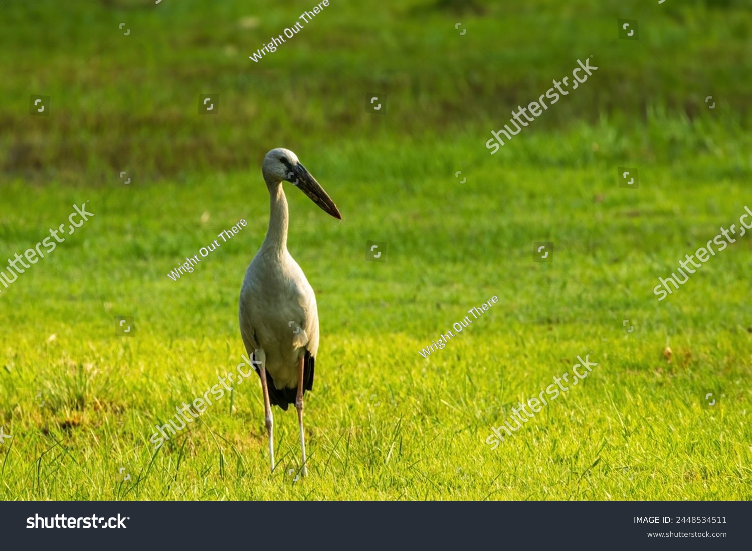The Asian Openbill (Anastomus oscitans) is a distinctive stork species characterized by its unique bill, which has a distinctive gap between the upper and lower mandibles, resembling a 'bill clasp' #2448534511