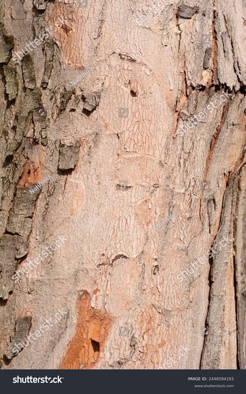 Silver maple bark detail - Latin name - Acer saccharinum #2448594193