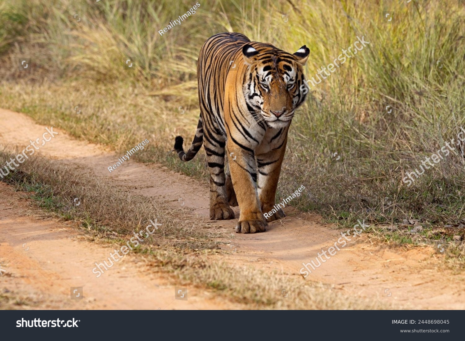 Royal Bengal Tiger, Panthera tigris, male, Panna Tiger Reserve, Madhya Pradesh, India #2448698045