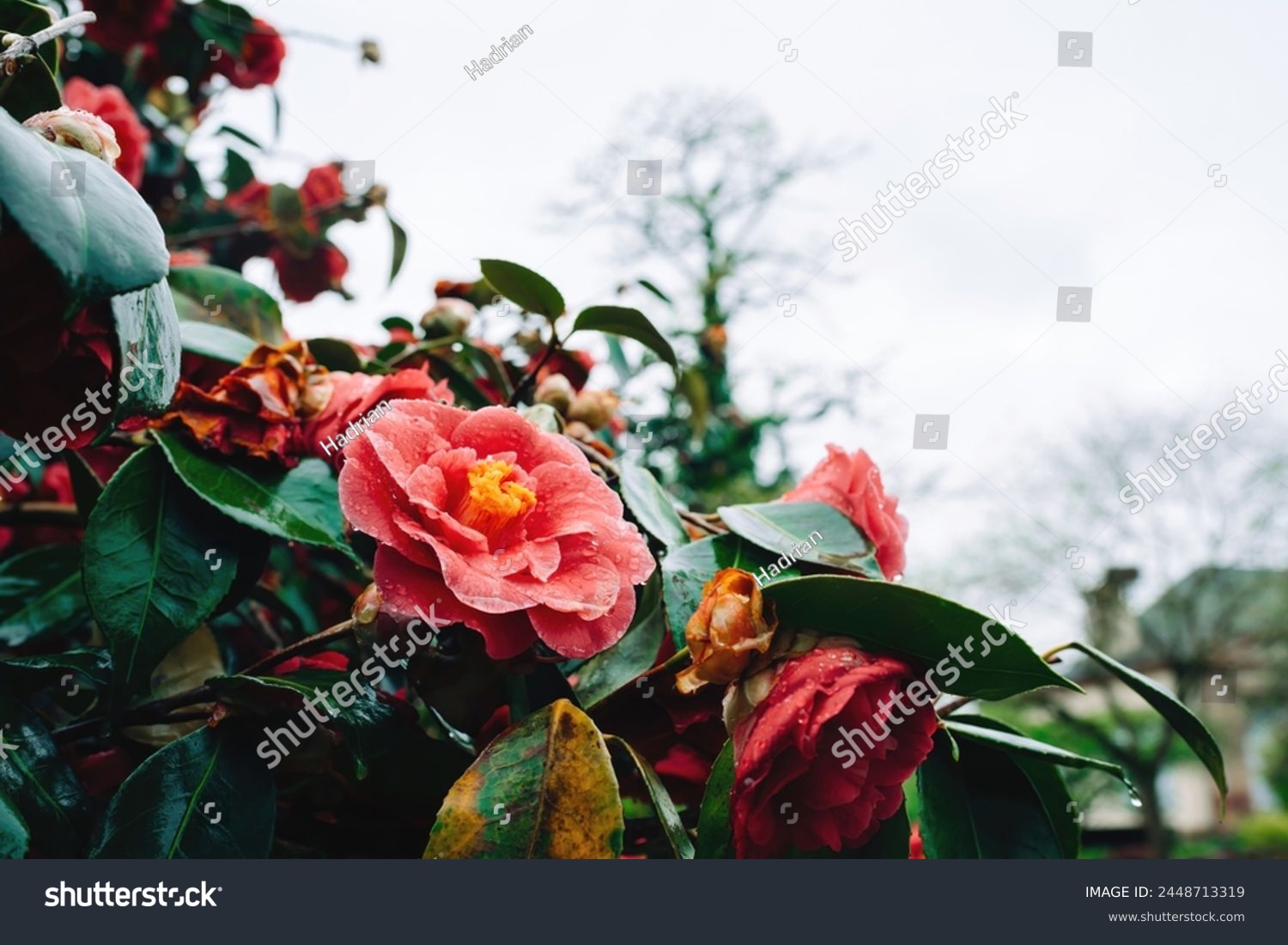 Vivid pink camellias drenched in rainwater, adding a splash of color to a dreary day, set against a backdrop of greenery #2448713319