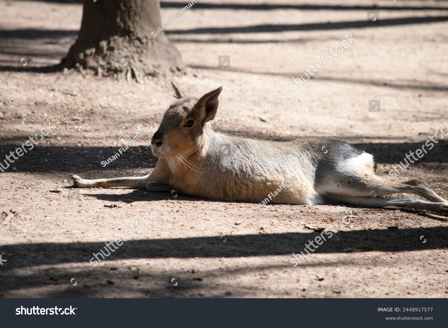 Patagonian hare, is a large rodent species that can be found in central and southern Argentina. The Patagonian cavy has long legs that allow it to reach speeds upwards of 20-25 mph #2448917577