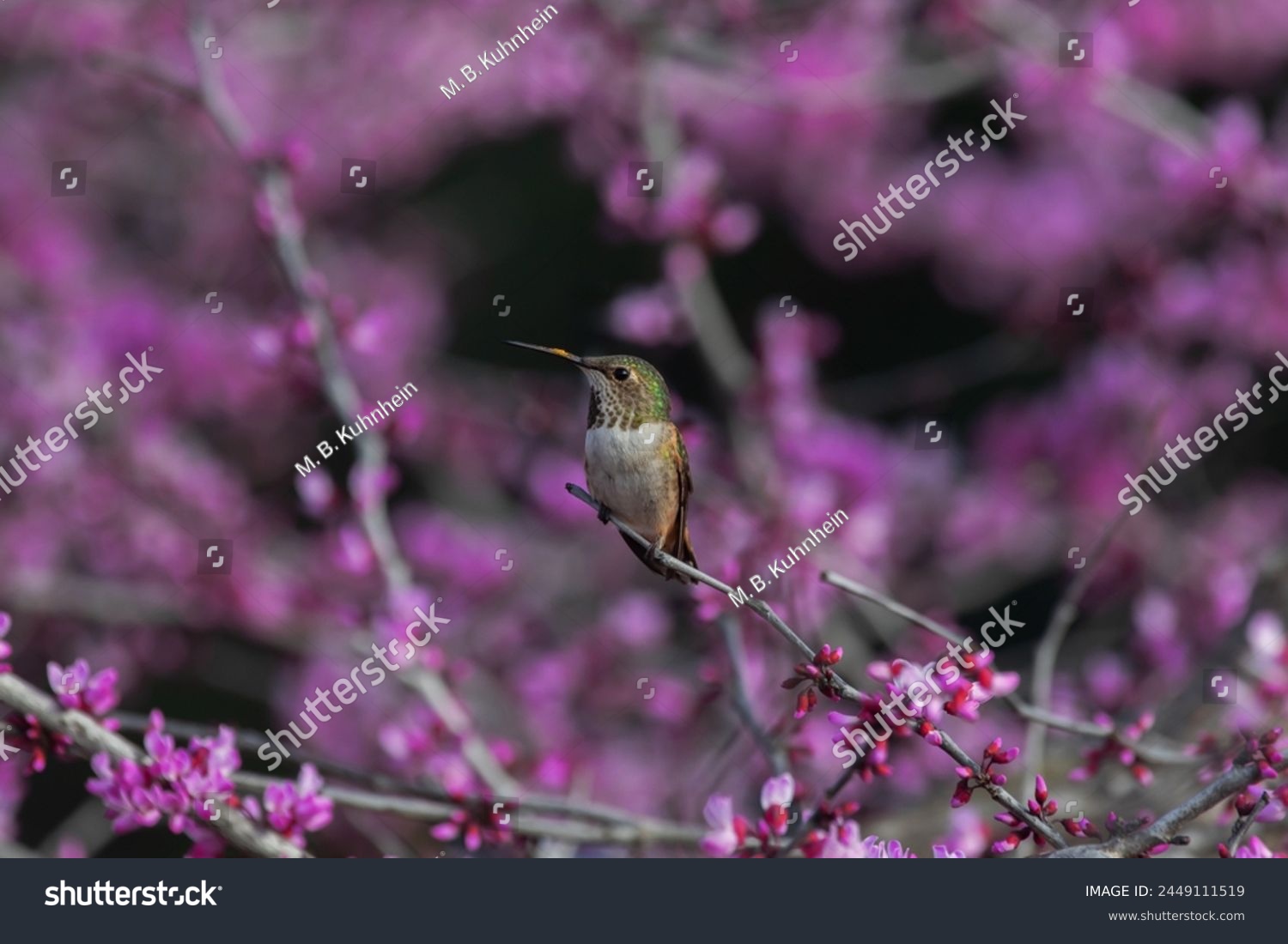 Allen’s hummingbird on a redbud tree. #2449111519