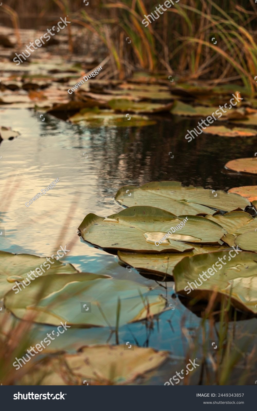 Lilly Pads in water at the St. Marks Wildlifee Refuge in Florida. #2449343857