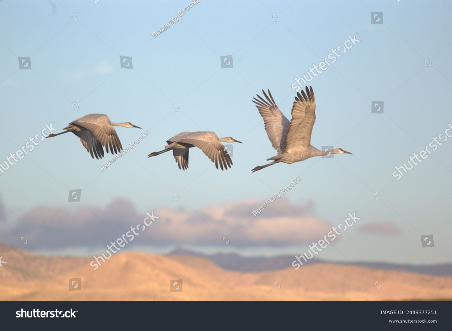 Bosque Del Apache, Three Sandhill Cranes #2449377251