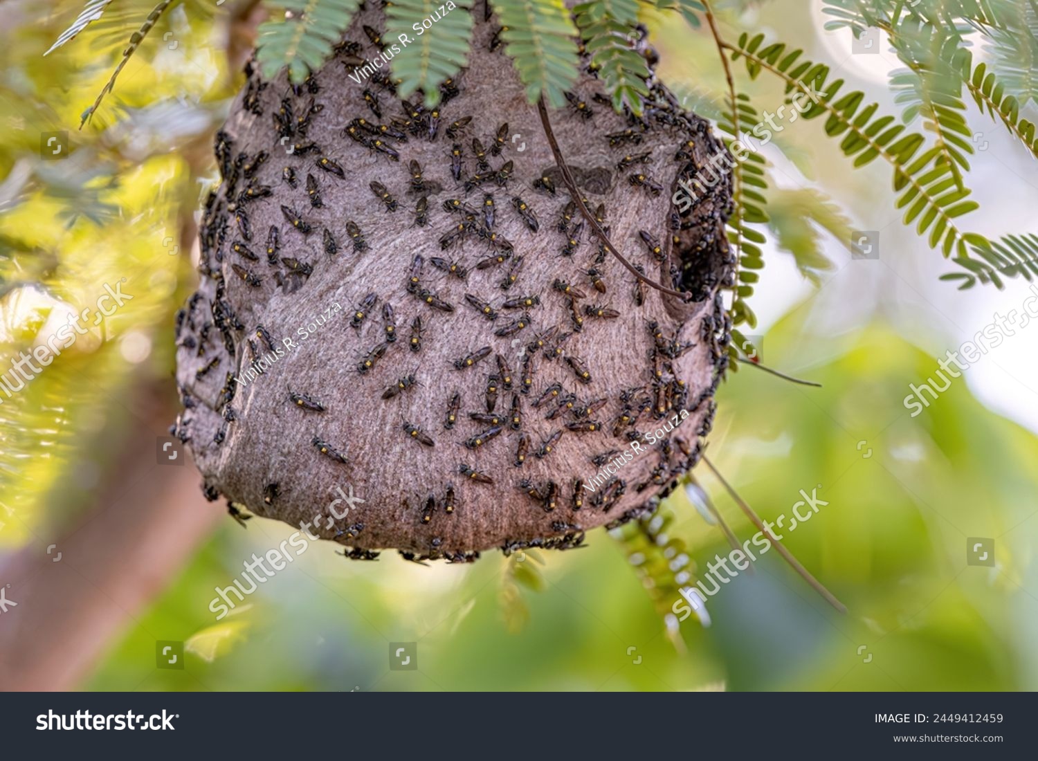 Nest of Long-waisted Honey Wasps of the Subgenus Myrapetra #2449412459