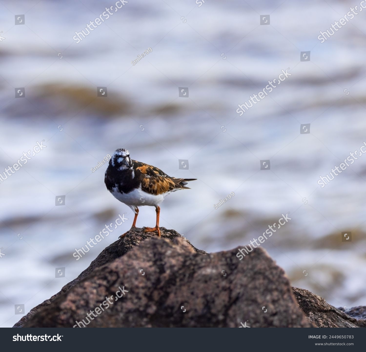 Turnstone perched on the top of a sea defence rock, posing for the camera. #2449650783