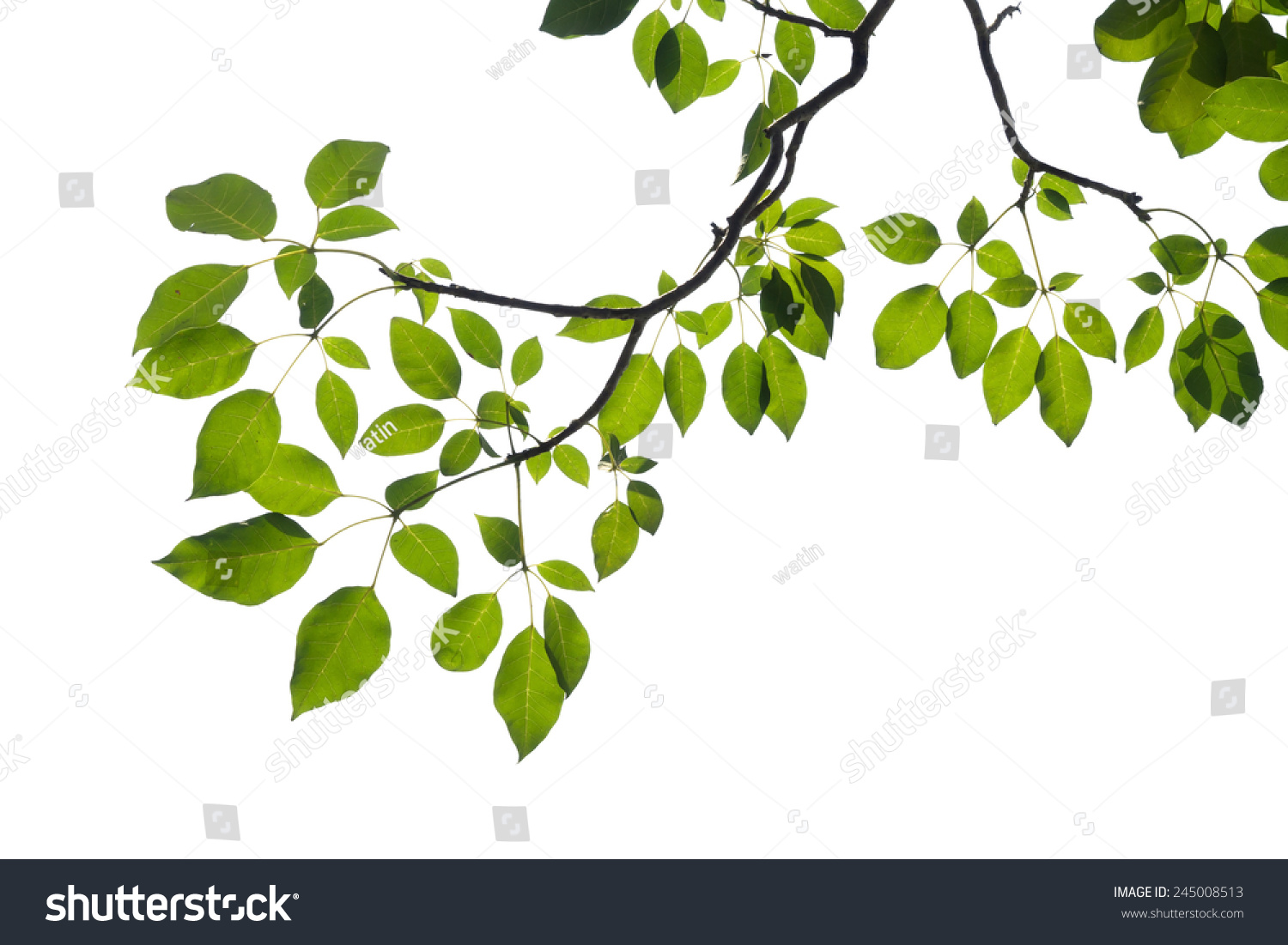 green tree branch isolated #245008513