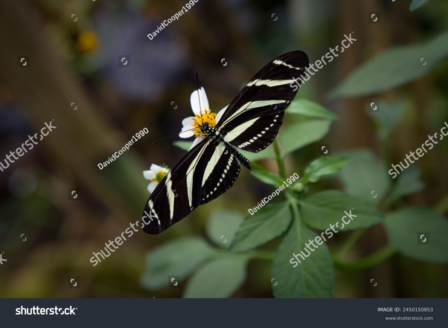 Zebra Longwing butterfly sitting on a flower whilst looking for its next meal. #2450150853