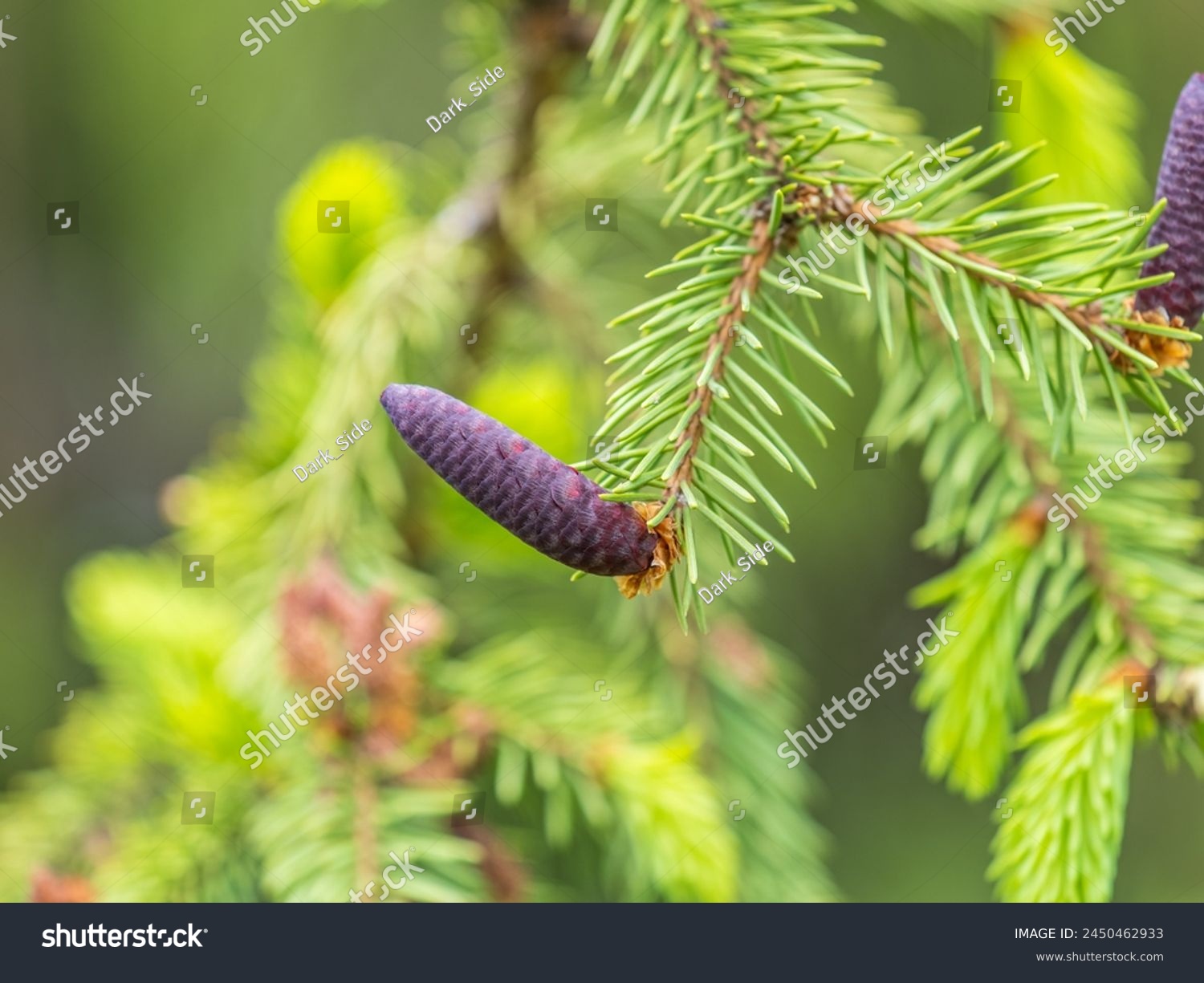 A young female cone of ordinary spruce, it is pink and its scales invitingly open in anticipation of pollen. Young cones of a Blue Spruce. Young fir cone on the fir tree branch in spring. #2450462933