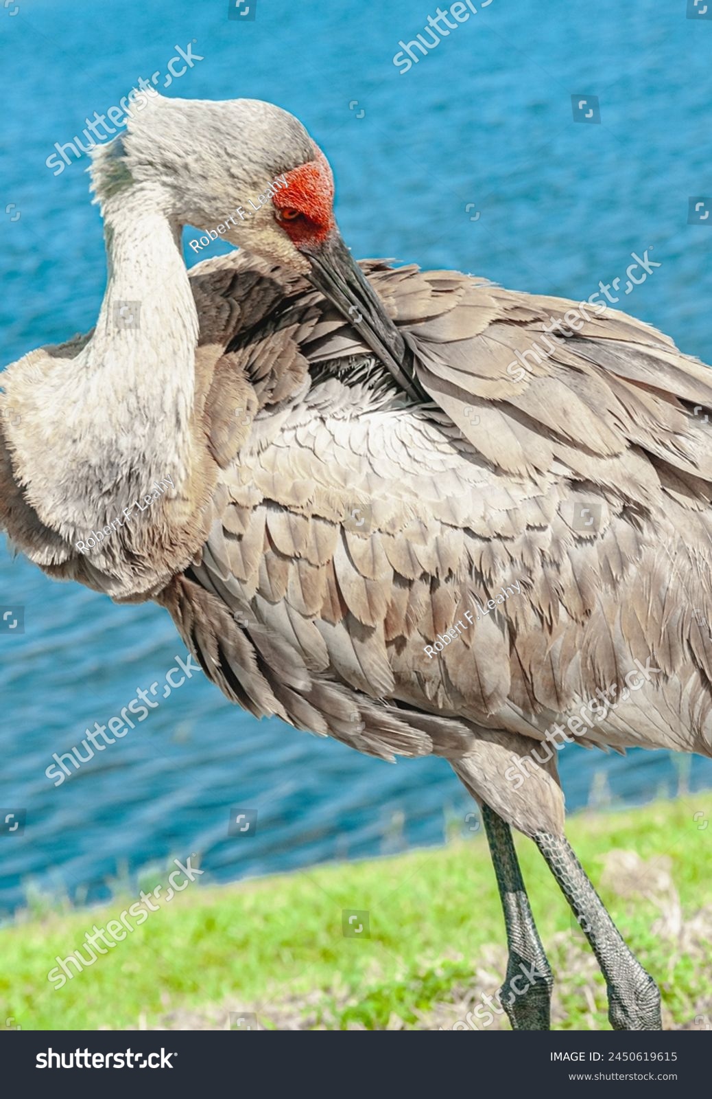 front view, close distance of, a Sand Hill crane, preening back feathers, at edge of a tropical lake #2450619615