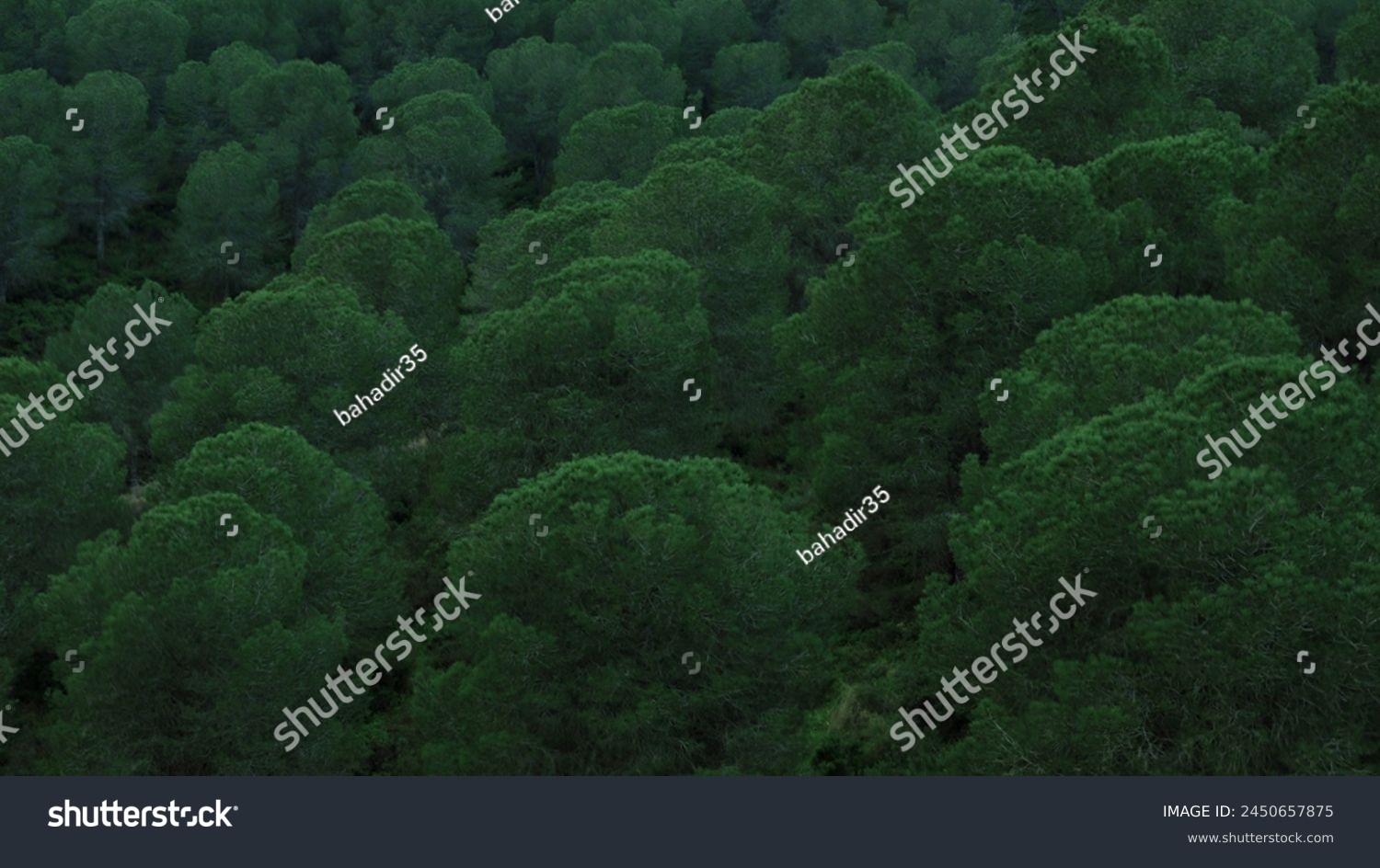 Verdant Treetop Vista: Clustered Cloud-Like Trees #2450657875
