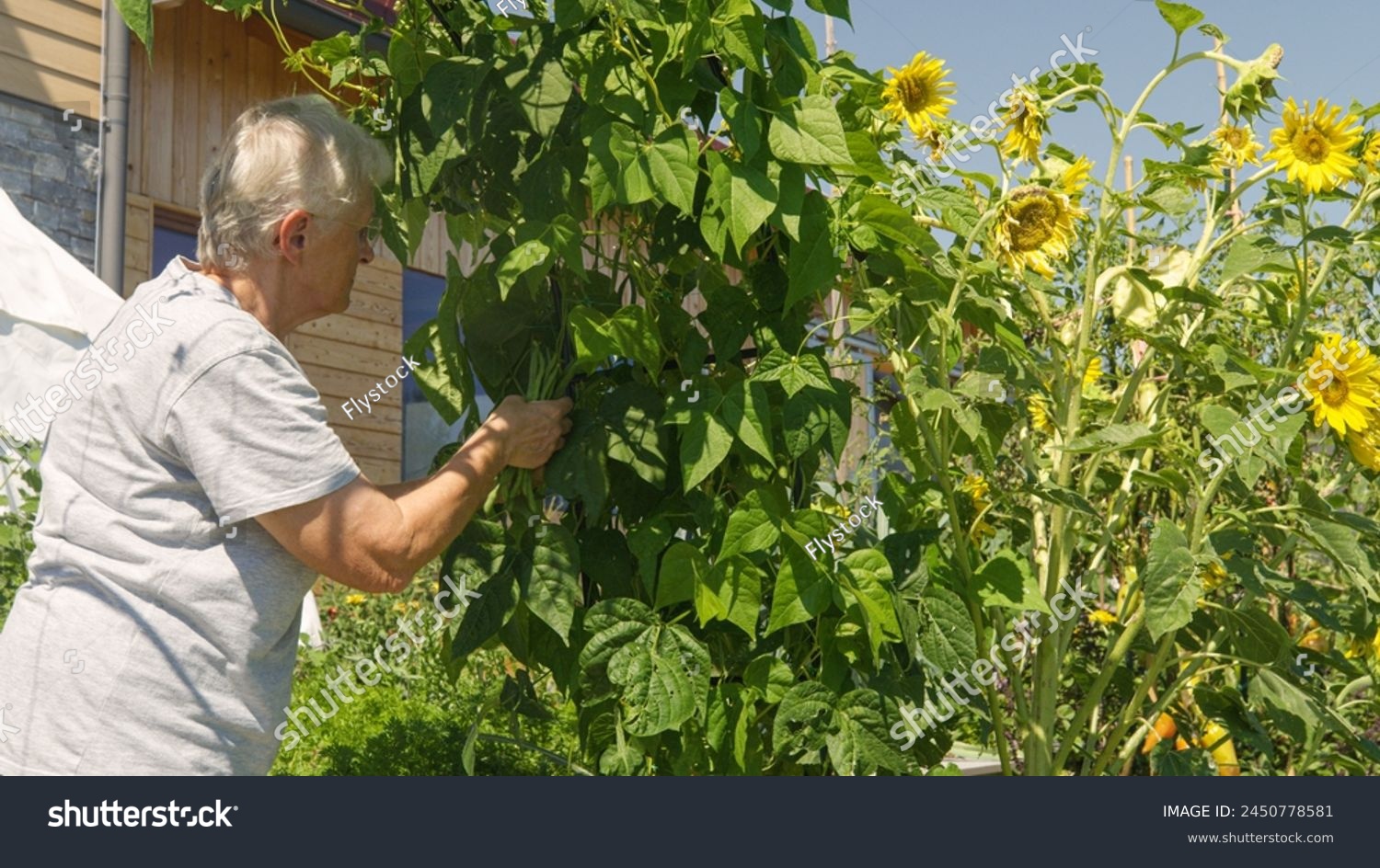 CLOSE UP: An elderly gardener harvesting ripe pods of green beans in the vegetable garden. Old lady is handpicking fresh homegrown veggies of seasonal production, grown in a natural and organic way. #2450778581