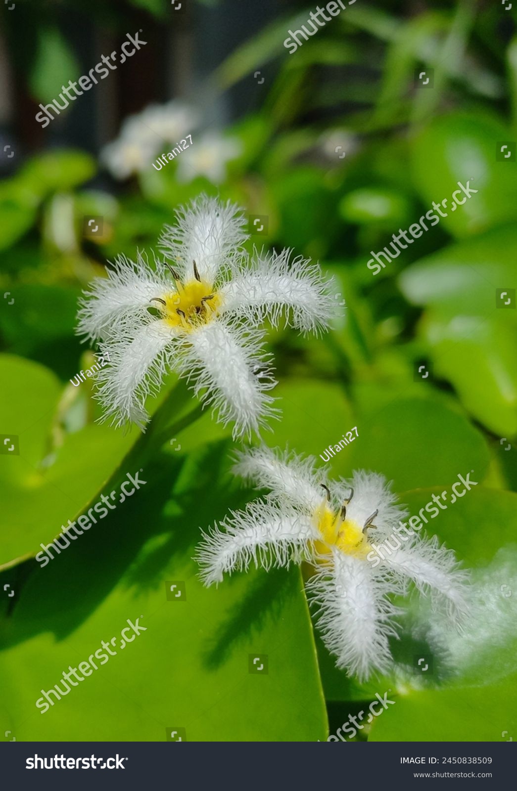 Nymphoides indica is an aquatic plant in the Menyanthaceae native to tropical regions throughout the world. It is sometimes cultivated, and has become a minor weed in Florida. #2450838509