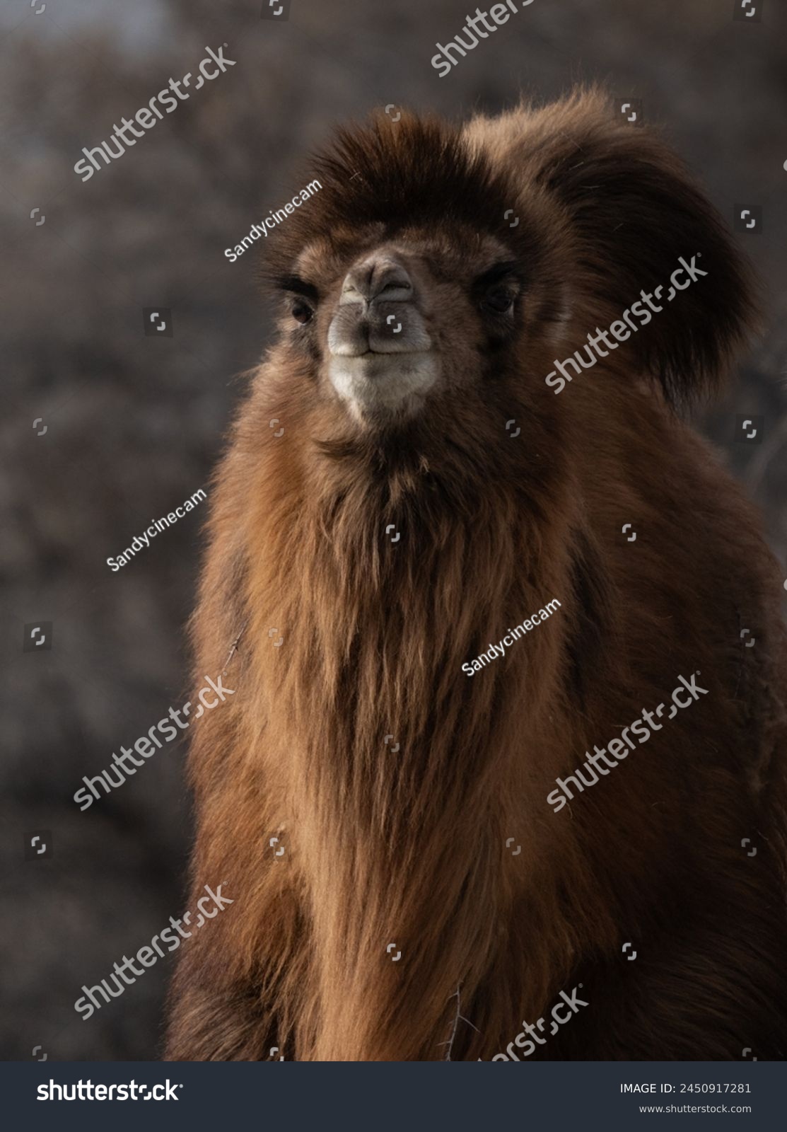 Double Humpad wild camel  
A small population of bactrian camel exists in the Nubra valley of Ladakh India 
Mainly used for carrying goods and  popular among tourists for safaris  in the Nubra valley #2450917281