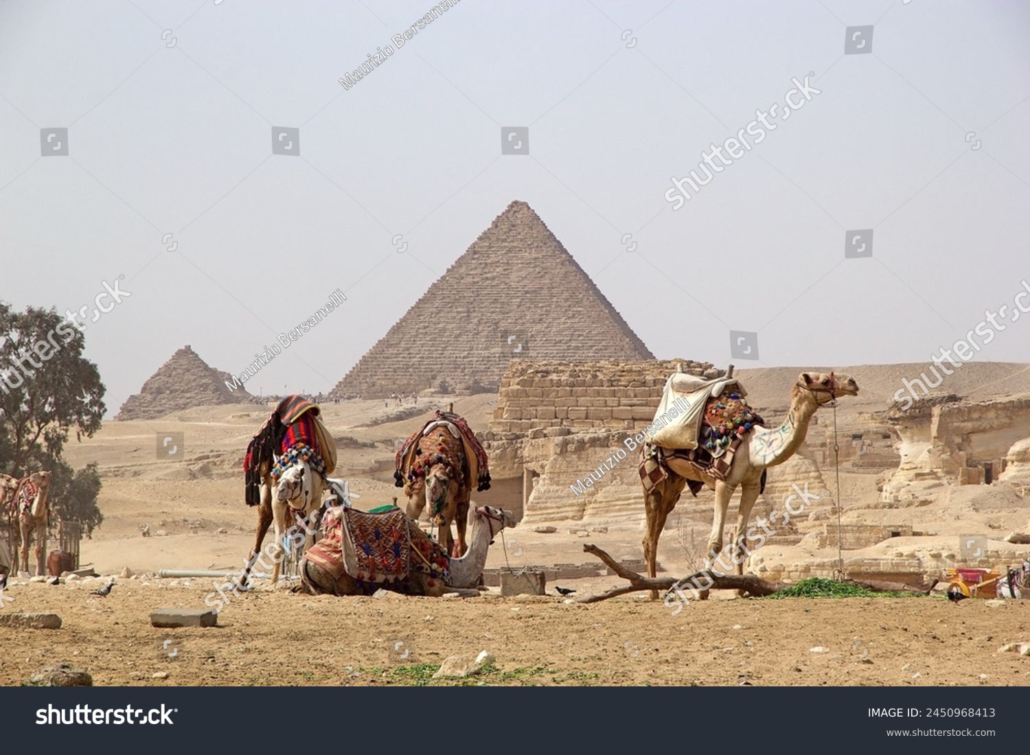 Camels with the pyramid of Menkaure in the background at the Giza Pyramid Complex in Giza, Egypt, also called the Giza Necropolis. It was built during the Fourth Dynasty of the Old Kingdom #2450968413