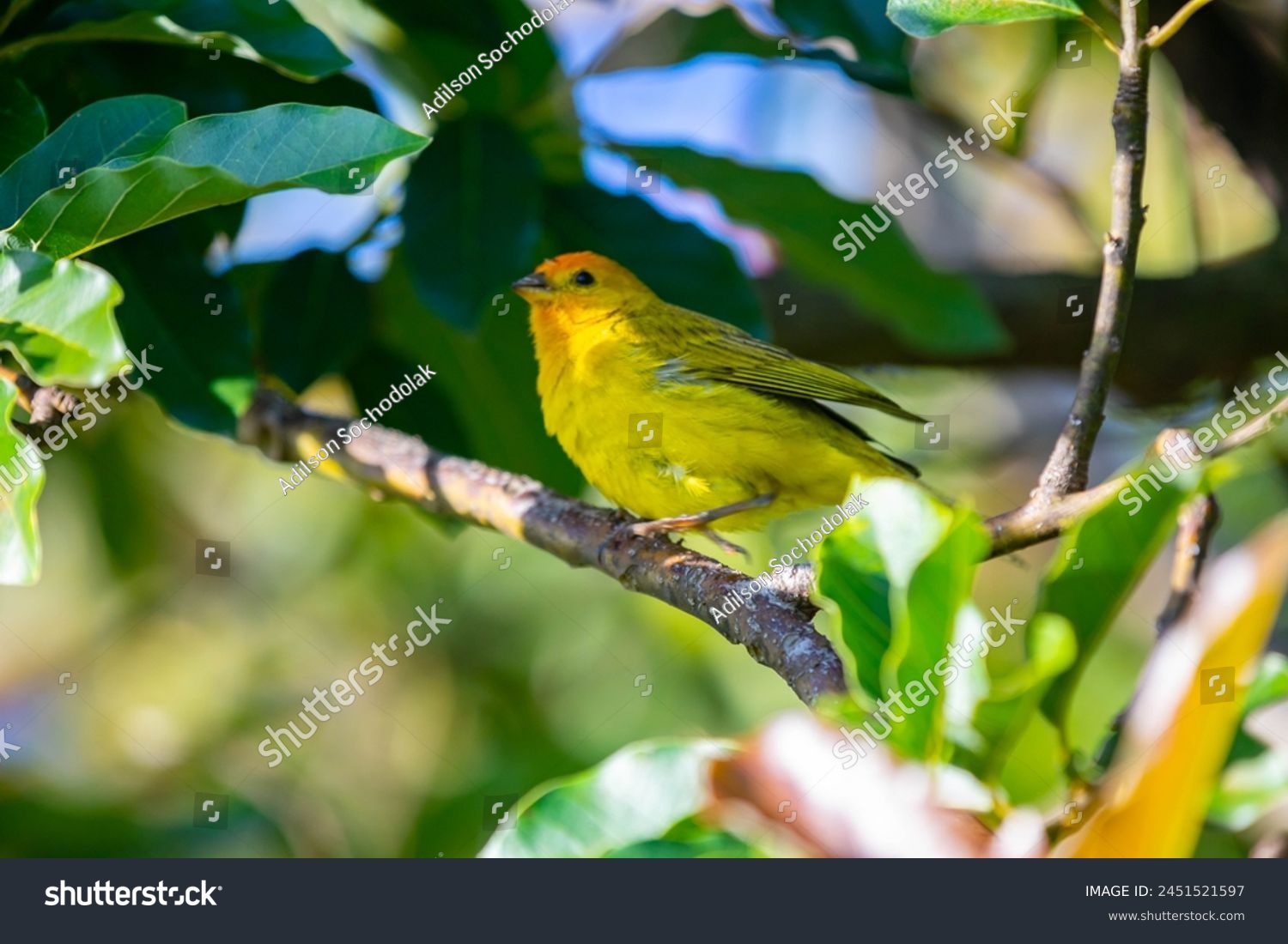 True Canary (Sicalis flaveola). "Canário da terra" bird. #2451521597