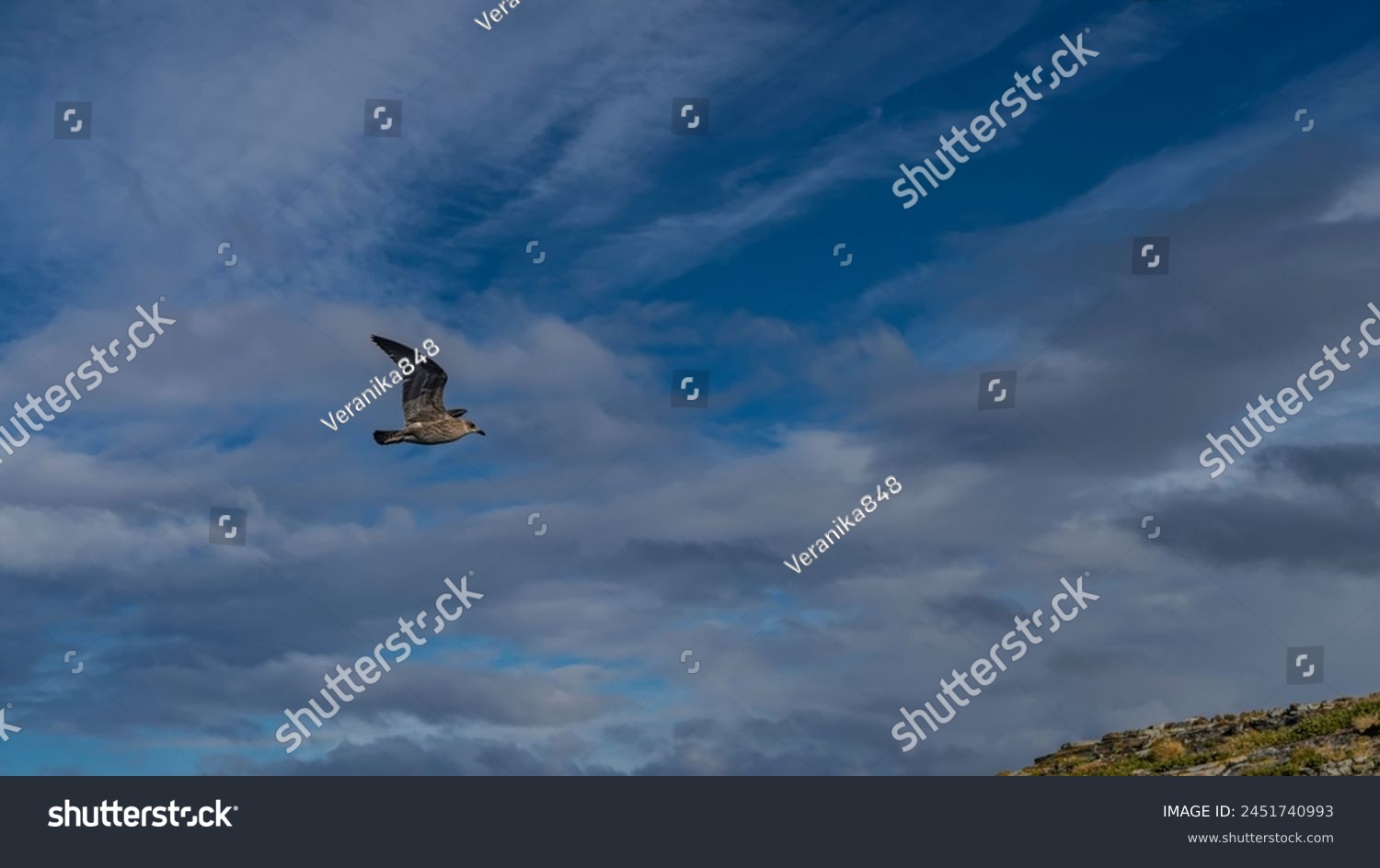 The petrel seabird flies in the air against a background of blue sky and clouds. The wings are raised. Mottled brown plumage. Argentina. Patagonia. #2451740993