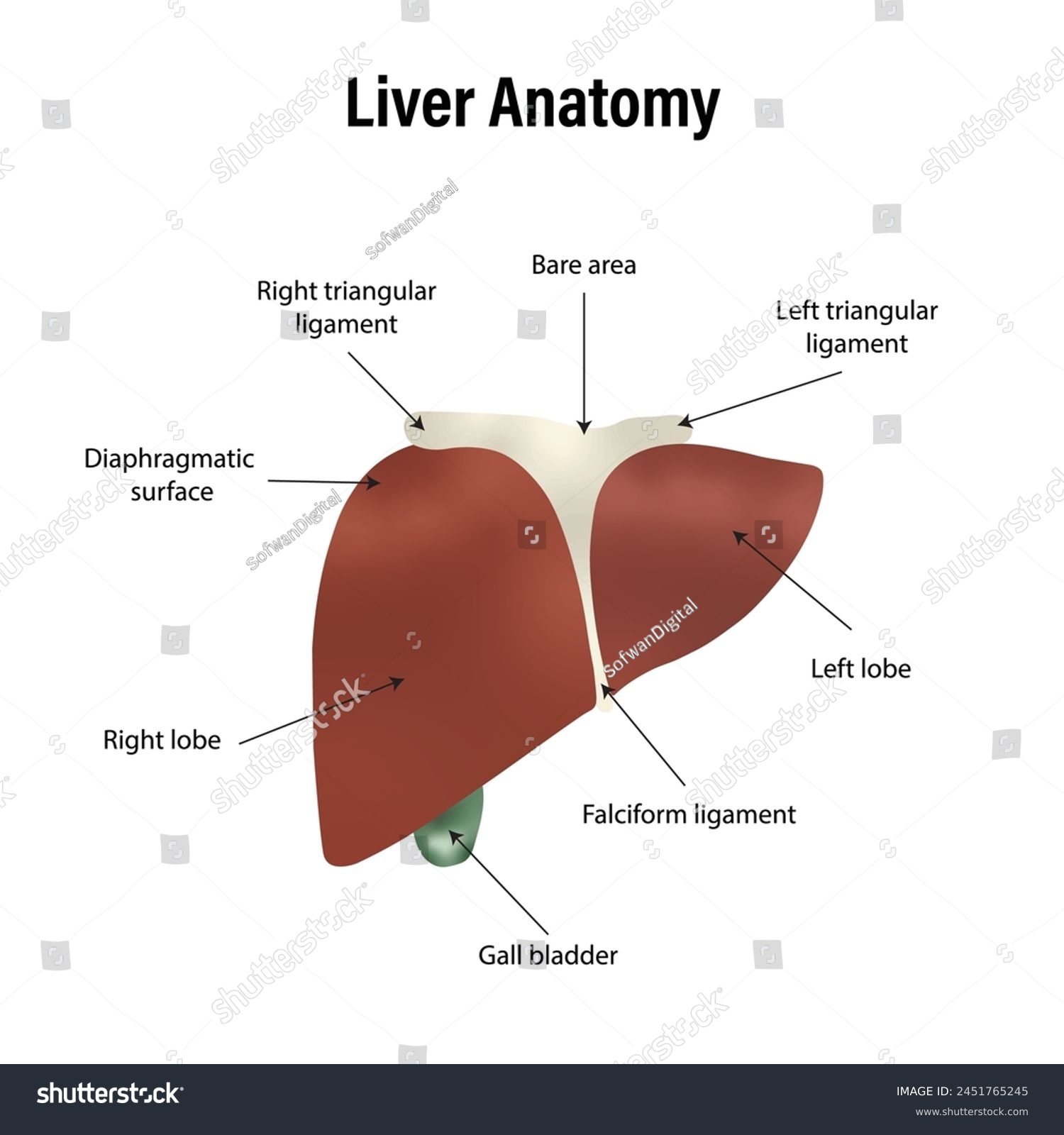 Liver Anatomy Labeled Diagram, labelled diagram - Royalty Free Stock ...