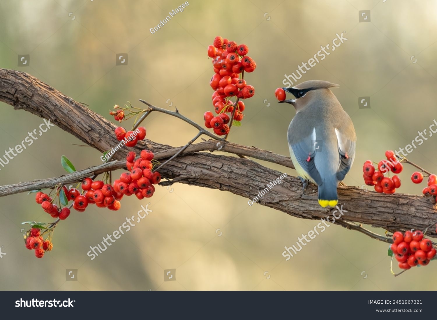 Cedar Waxwing Perched on a tree branch with red berries #2451967321