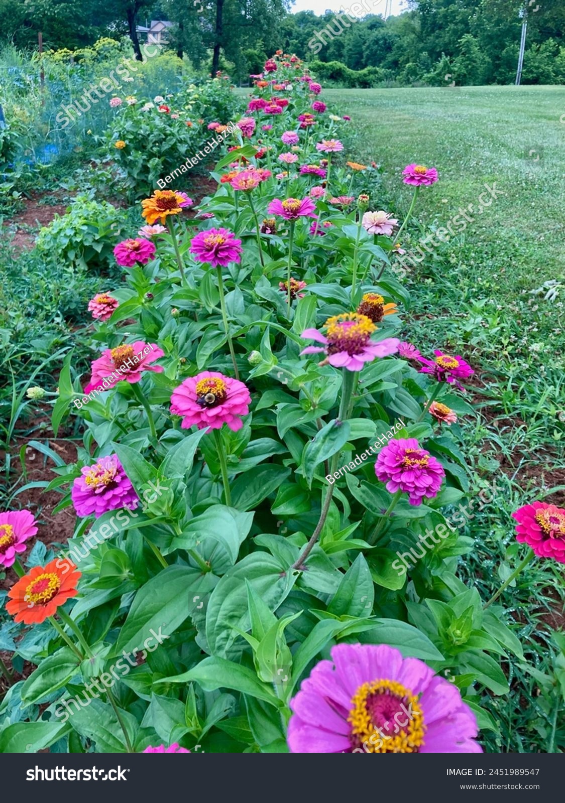 Zinnia flowers in a garden #2451989547