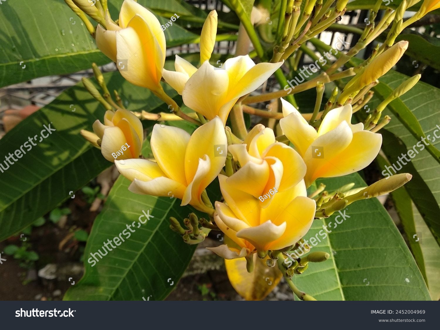 Plumeria are tropical trees with dark green leathery leaves and white, yellow or pink flowers that are known for their heady fragrance. #2452004969