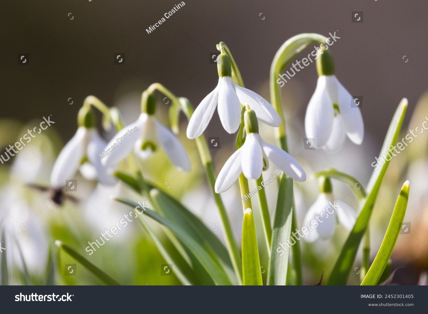 Galanthus nivalis, the snowdrop or common snowdrop #2452301405