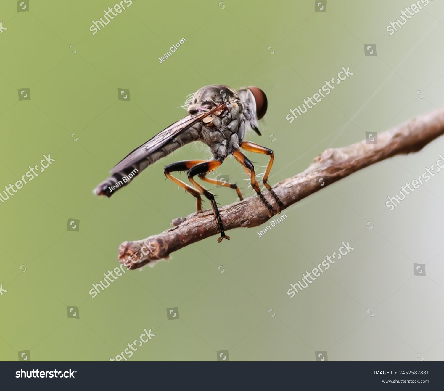 Robber Fly Landed on a Twig #2452587881
