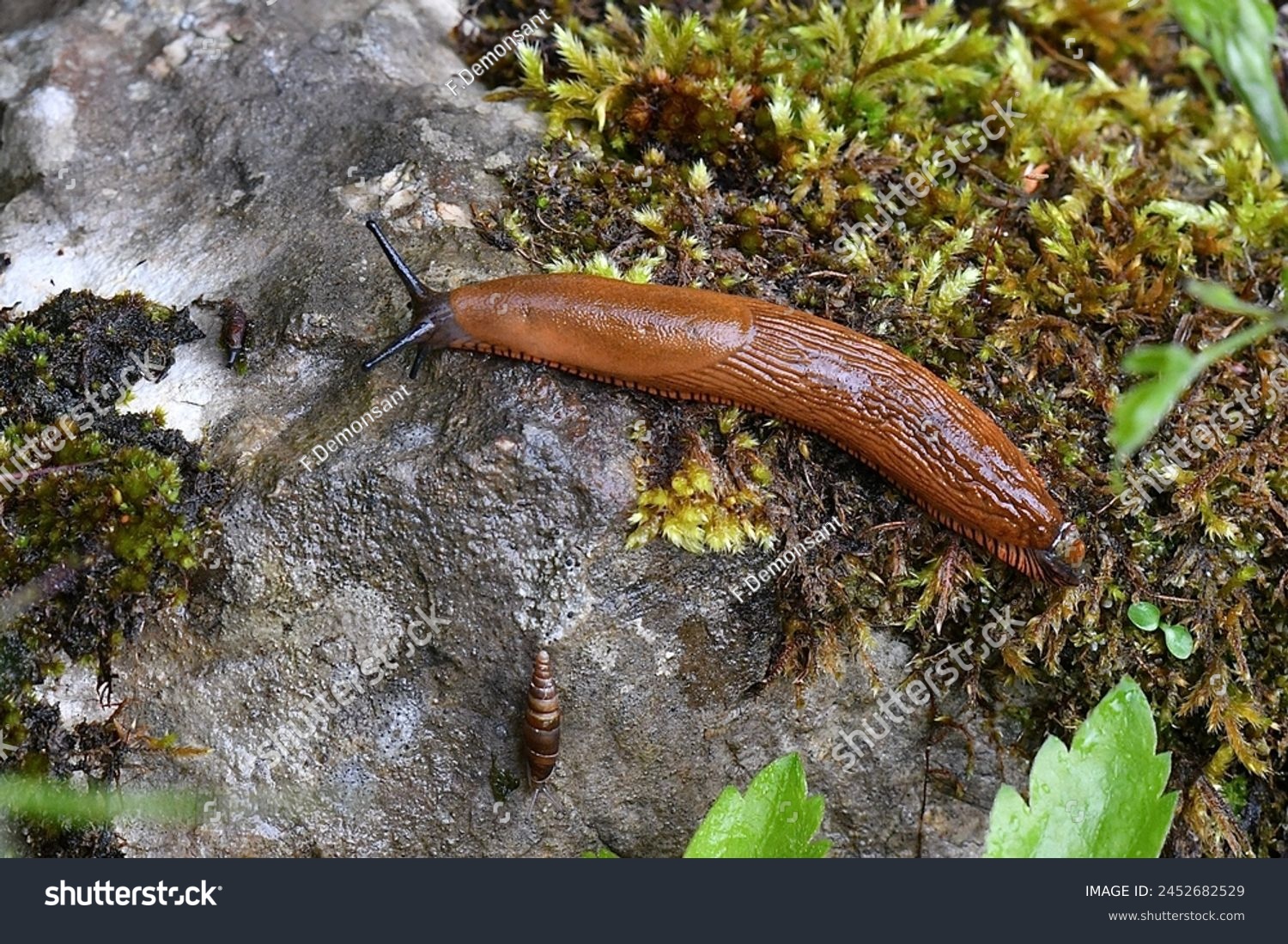 Orange slug, scientific name Arion rufus, taken in Geneva, CH. #2452682529