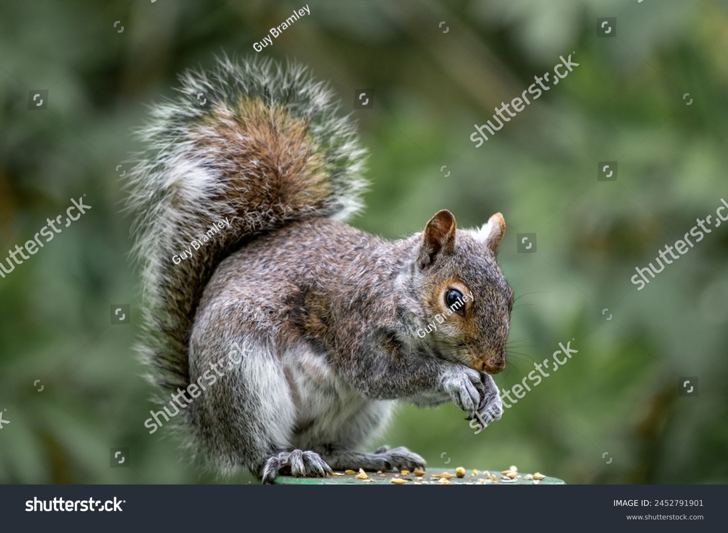 Bushy tailed squirrel eating nuts, Attenborough Nature reserve #2452791901
