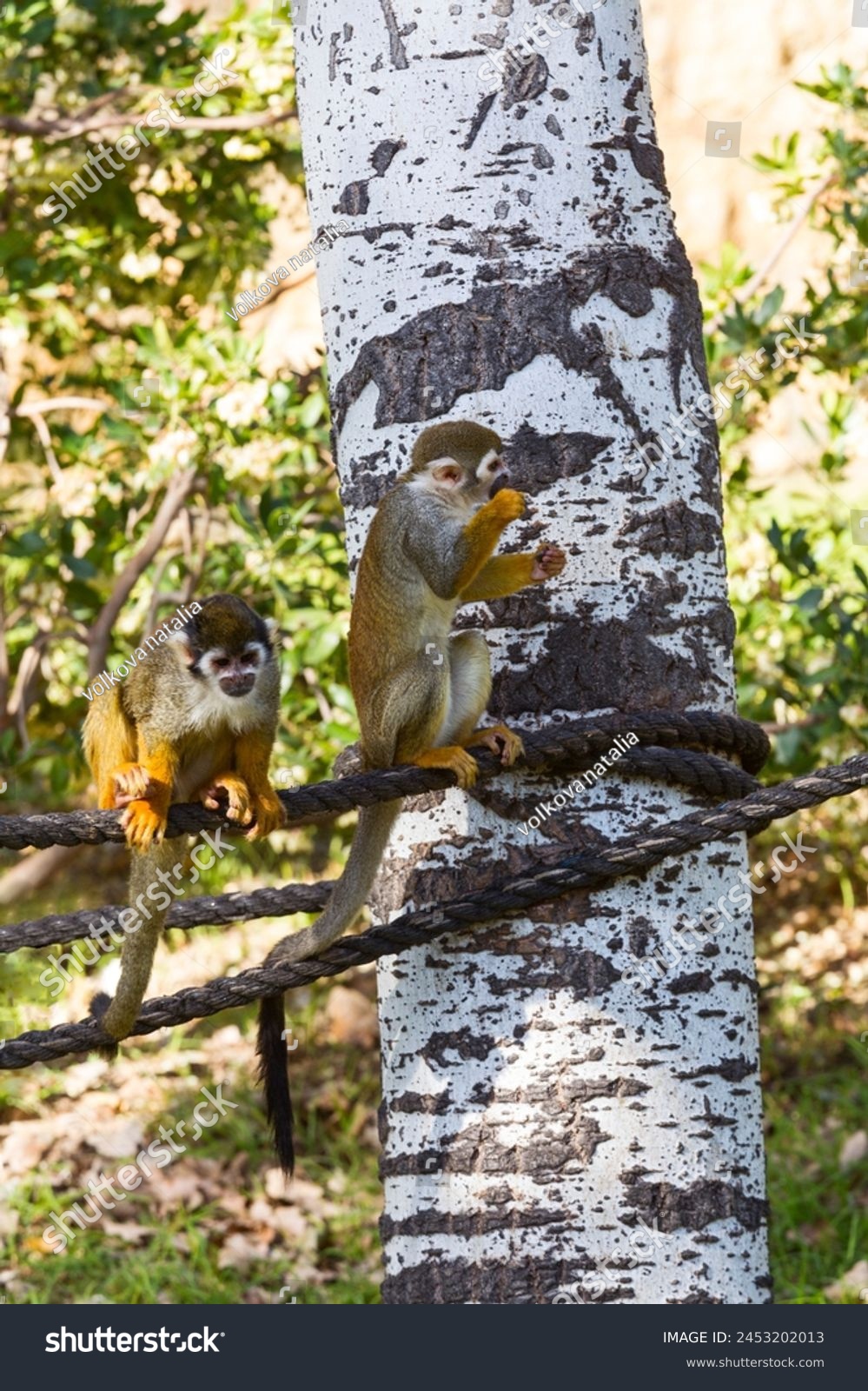 Two squirrel monkeys (Saimiri sciureus) are sitting on a rope at the zoo #2453202013